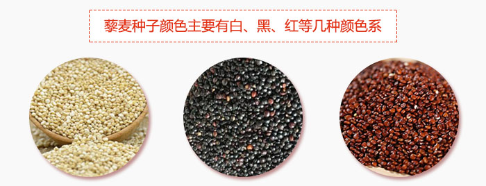 藜麥種子顏色主要有白、黑、紅等幾種顏色系,營(yíng)養(yǎng)成分相差不大,其中白色口感好,黑、紅色口感相對(duì)差些,籽粒也較小。